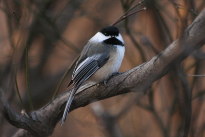 024 High Park ~水鳥はどこへ?~_c0211532_6195711.jpg