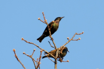 024 High Park ~水鳥はどこへ?~_c0211532_6215059.jpg