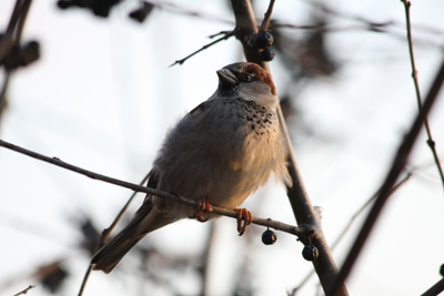 024 High Park ~水鳥はどこへ?~_c0211532_6234792.jpg