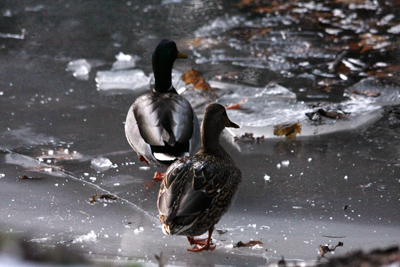 024 High Park ~水鳥はどこへ?~_c0211532_626795.jpg