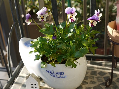 ジュリアン ビオラの寄せ植え Yoko Gardenの小部屋 ジュリアン ビオラの寄せ植え Yoko Gardenの小部屋