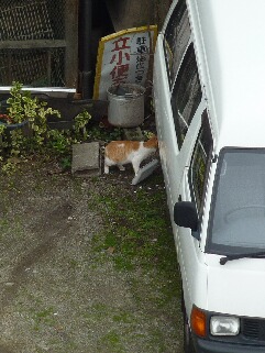 視線の先猫 のぇる編。_a0143140_1549448.jpg