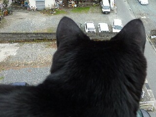 視線の先猫 のぇる編。_a0143140_15551374.jpg