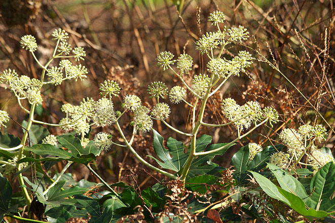 c0067040_22212437.jpg