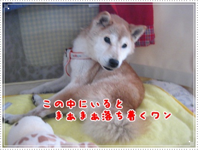愛するサイ子のためなら_c0049950_2335834.jpg