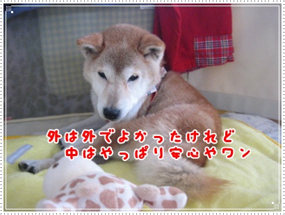 愛するサイ子のためなら_c0049950_23405649.jpg