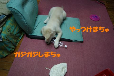 c0214455_01108.jpg