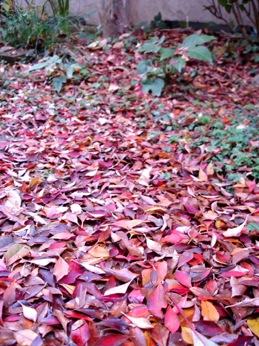12月 紅葉のさかり _e0044855_1410447.jpg