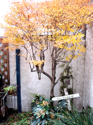 12月 紅葉のさかり _e0044855_147251.jpg