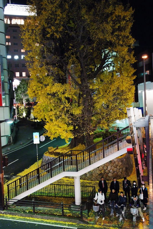 歩道橋からの晩秋_f0119863_20552367.jpg