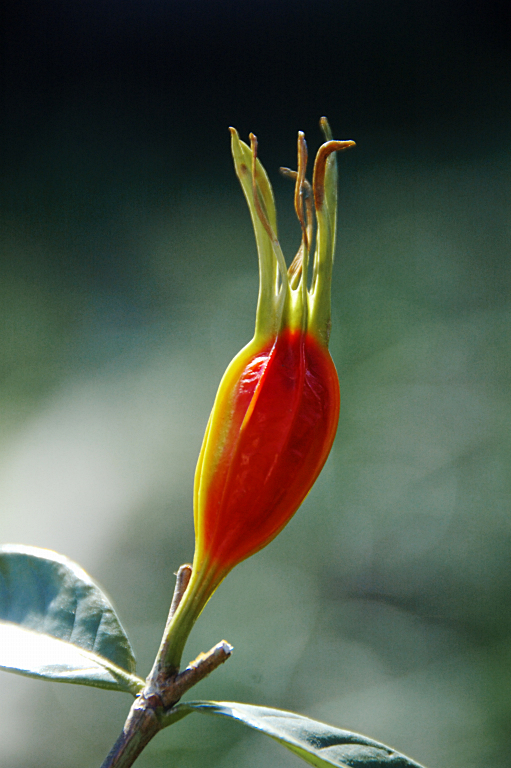 晩秋の花　　20091208_a0050572_1259426.jpg