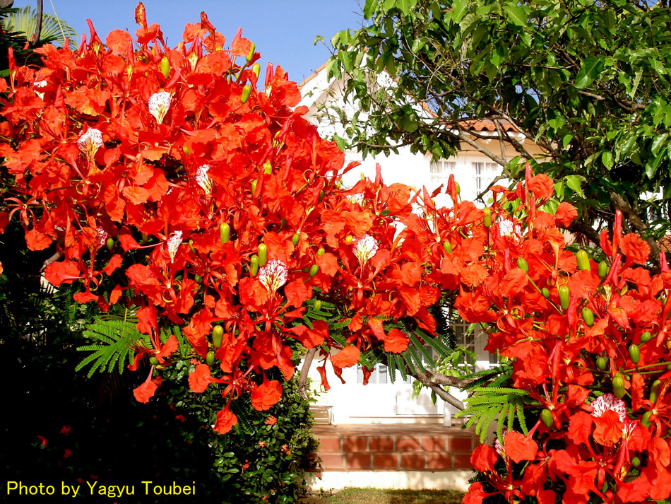 寿命の長い花 とことん写真