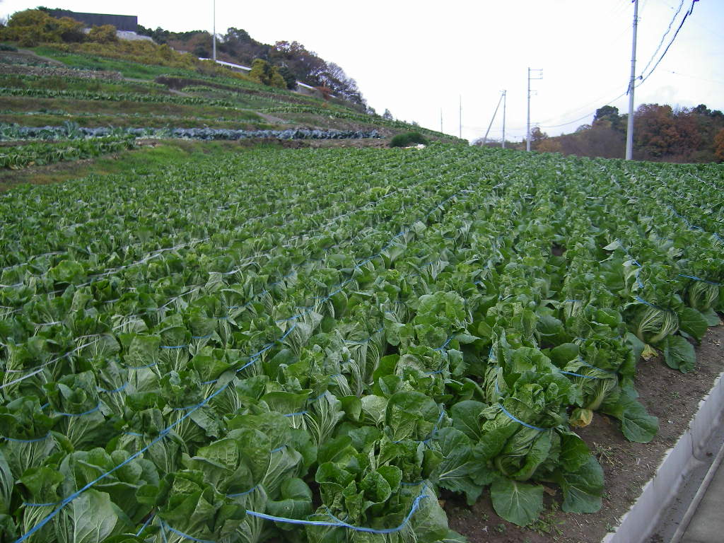 c0142576_2222679.jpg