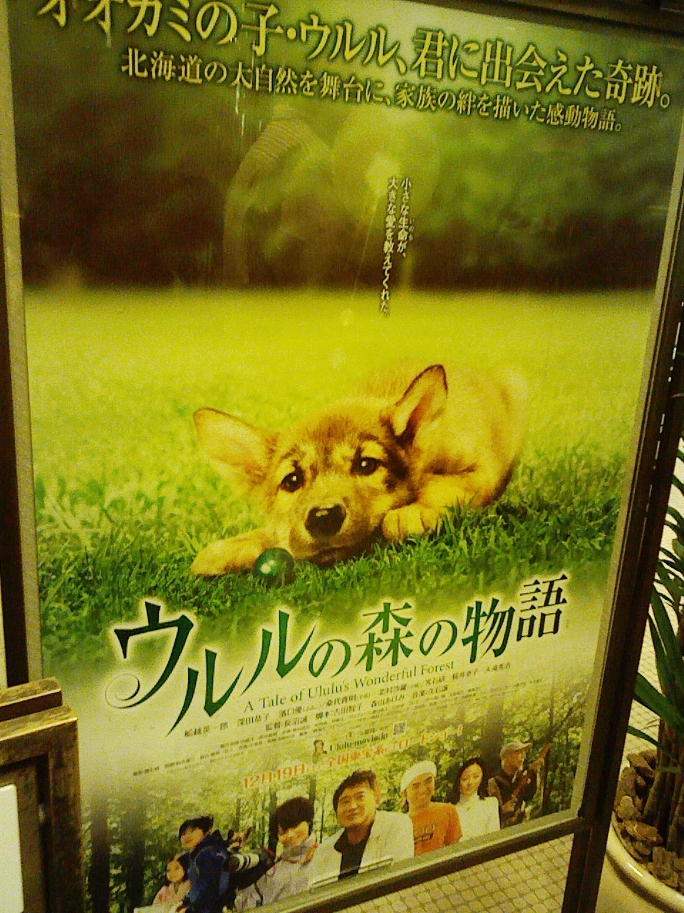 映画 ウルルの森の物語 試写会 Islay And Pals アイラと素敵な仲間達blog Islay The Mutt