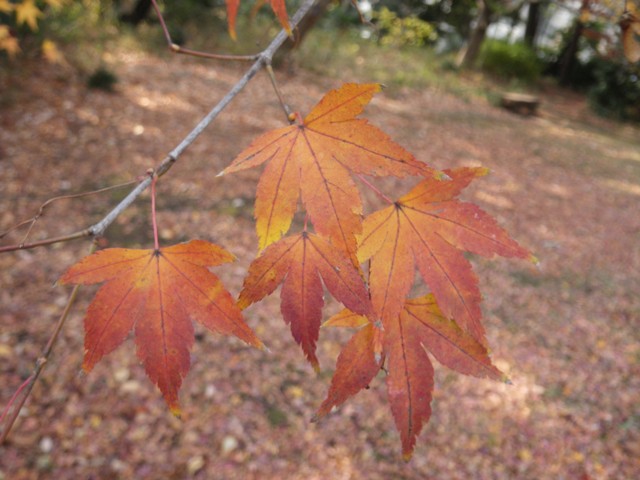 葉っぱの切れ込みを数えてみると_b0049307_15174556.jpg