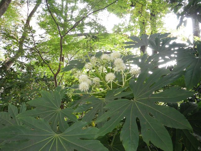 葉っぱの切れ込みを数えてみると_b0049307_1584653.jpg