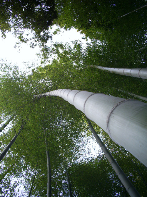 温泉ハンター　竹庭清正の湯_b0013809_22313080.jpg