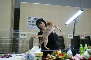 TICA&CREDOキャットショー@ブルスリー_e0033609_1732670.jpg