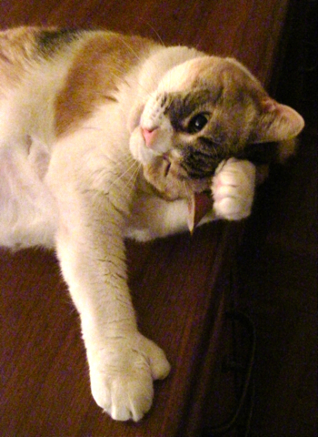 全身もふもふ おデブ猫 ニューヨーク ユニオンスクエアの窯 2 器と料理 Handmade In New York 全身もふもふ おデブ猫 ニューヨーク ユニオンスクエアの窯 2 器と料理 Handmade In New York
