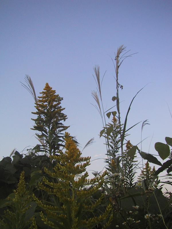 c0097620_10425626.jpg