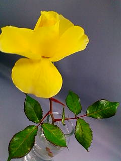 幸せ運ぶ　『黄色バラ』です。_d0144720_1214914.jpg