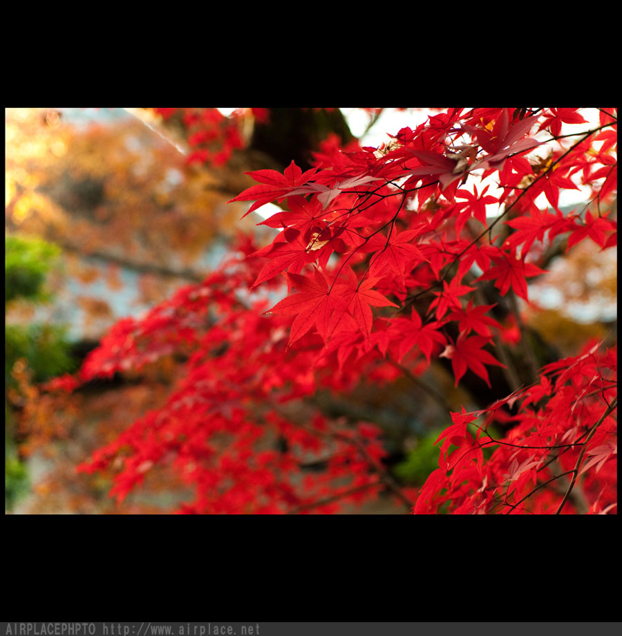 晩秋の赤　～平林寺～_f0086721_14105091.jpg