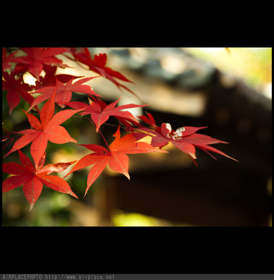 晩秋の赤　～平林寺～_f0086721_14131131.jpg