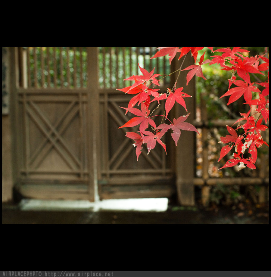 晩秋の赤　～平林寺～_f0086721_1415617.jpg