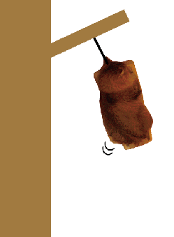e0157129_1863032.gif
