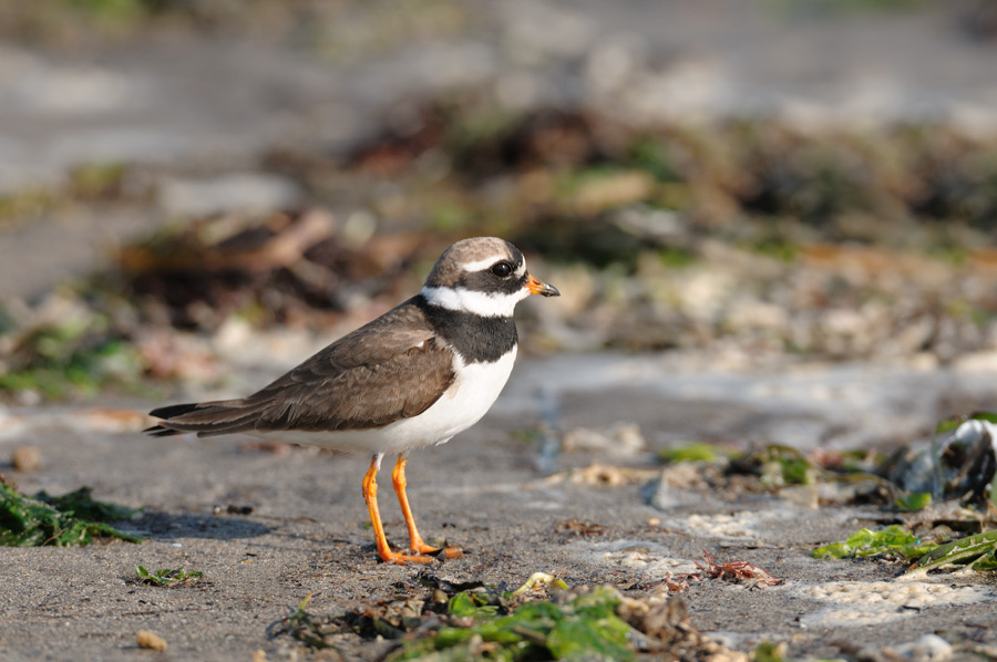 ２００９年８月の鳥たち_a0039245_2322331.jpg