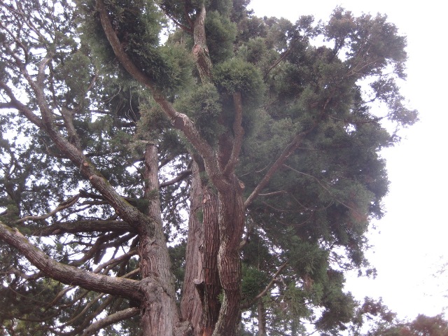 c0217246_15425631.jpg