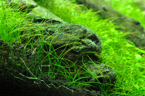 木酢液効果三週間後 Aqualiving