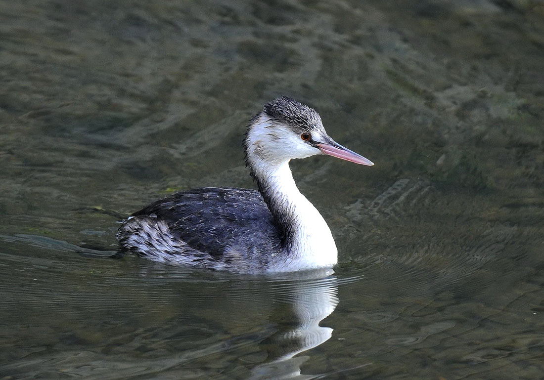 カンムリカイツブリ_c0155479_8333732.jpg