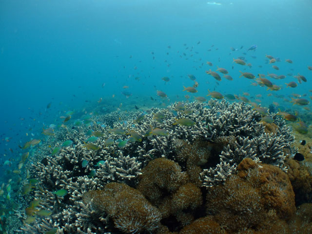 バリ島：ダイビング初日　ヌサ・ペニダ_f0053895_14201497.jpg