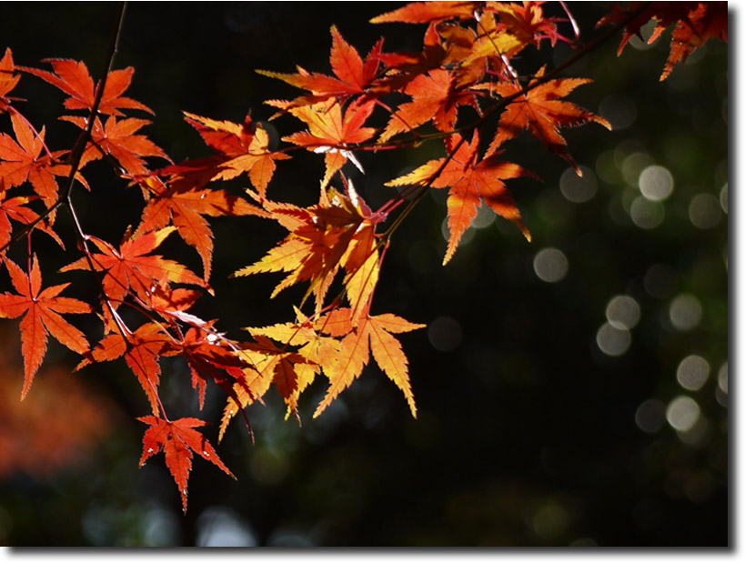 本土寺・東漸寺の紅葉・・・（12月1日）_c0124497_22232145.jpg