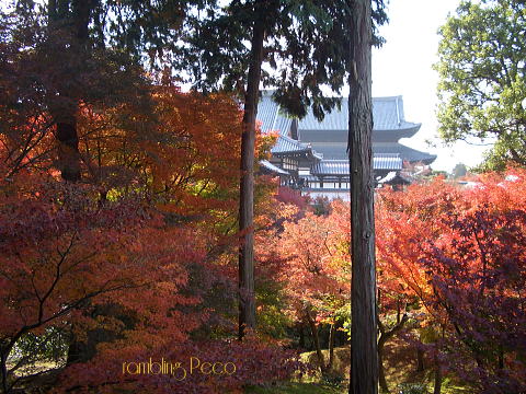 京都　東福寺の紅葉_a0029701_22362677.jpg