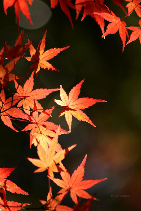 紅葉　2009 ～六義園～ *04*_f0185802_22173765.jpg