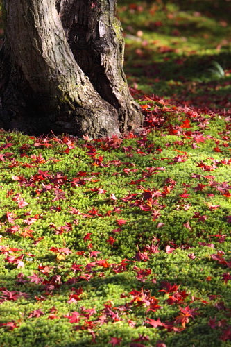 京の紅葉綴り　　「紅葉ならざる寺のなし」_d0038630_22465863.jpg