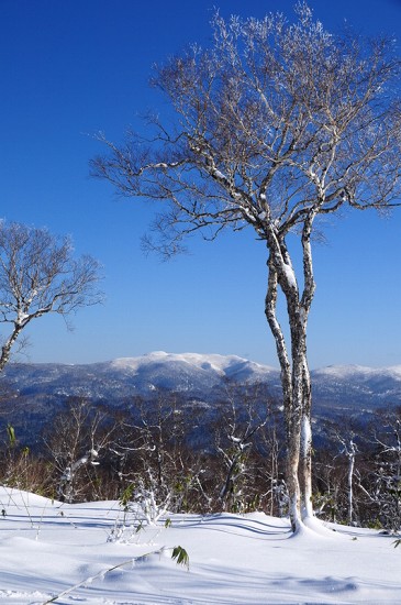 快晴の向こうに羊蹄山_f0041230_11214468.jpg