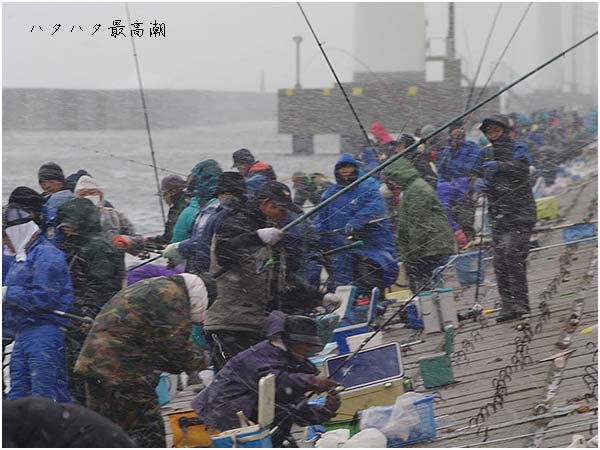 ハタハタ釣り最高潮 酒田徒然的写真の心