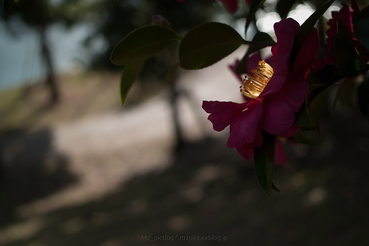 師走の山茶花:ZD25mm編_e0097970_9525574.jpg