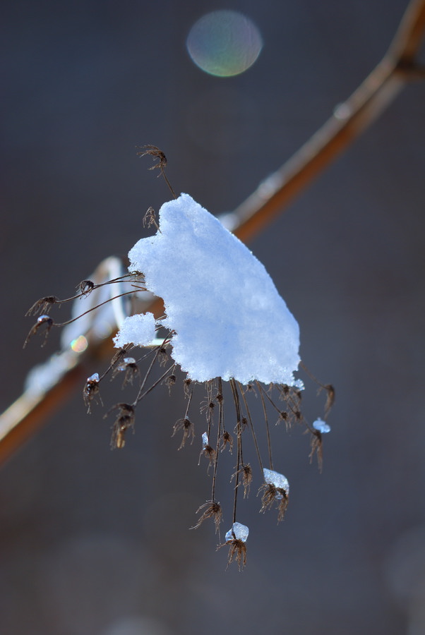 雪上の花火_f0075373_16153247.jpg