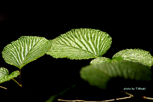 d0085887_1321118.jpg