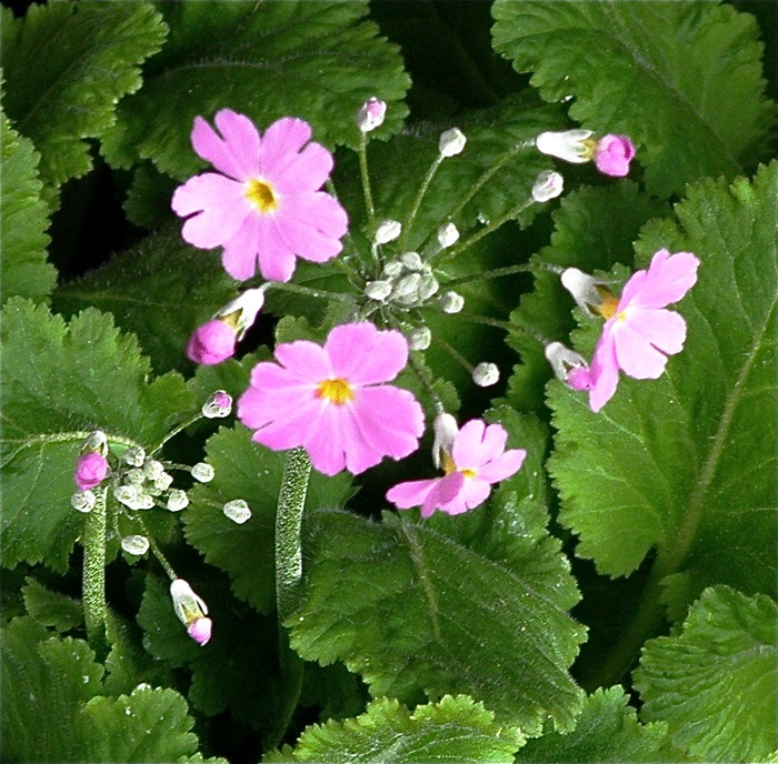 サクラソウは春の花ですが_d0006690_16253458.jpg