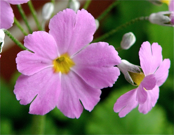 サクラソウは春の花ですが_d0006690_1625448.jpg