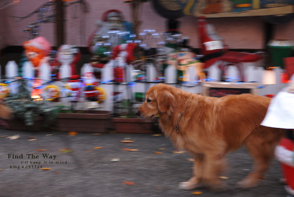 【犬的散歩日和】横浜・山手 1/3 〜 クリスマストイズでの出会い_f0054594_5341217.jpg