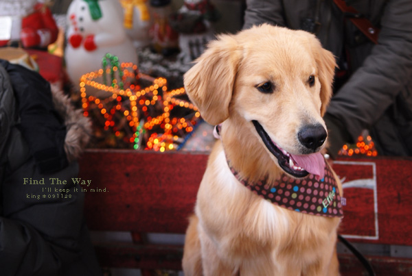 【犬的散歩日和】横浜・山手　１／３ 〜 クリスマストイズでの出会い_f0054594_5384432.jpg
