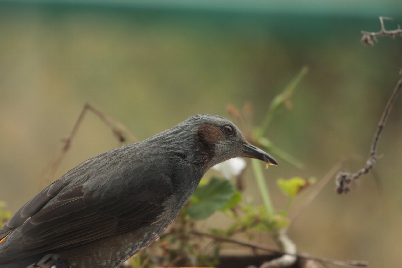 【自宅周辺の鳥達（２）】_e0167295_2225466.jpg