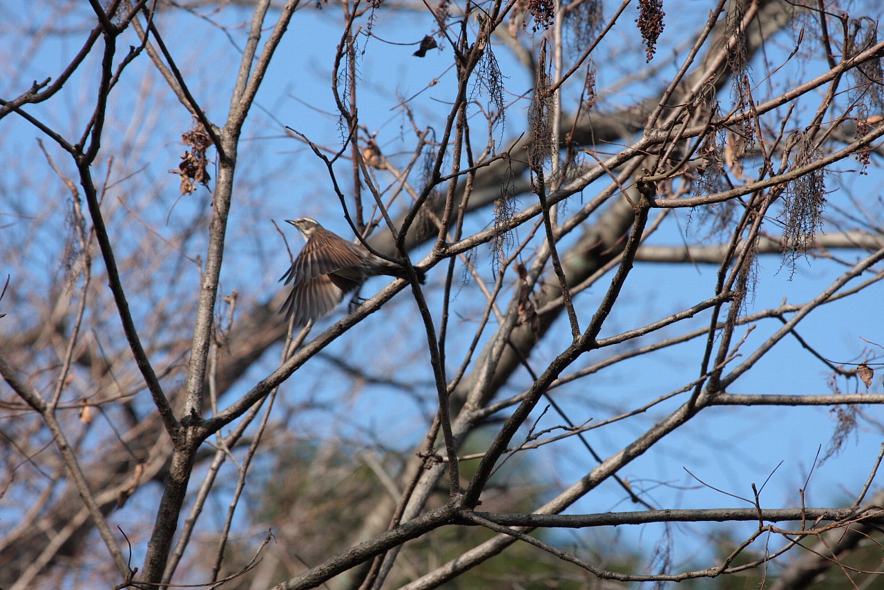 【ルリ男公園周辺の鳥達（２８）】_e0167295_23123427.jpg