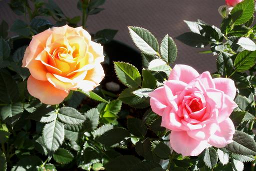 c0229003_20143471.jpg